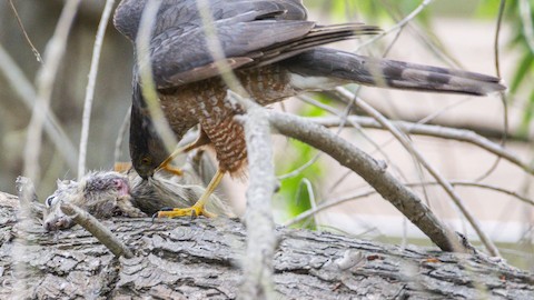 Cooper's Hawk - James Kendall