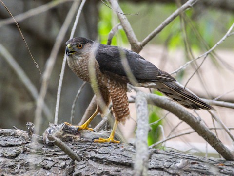 Cooper's Hawk - James Kendall