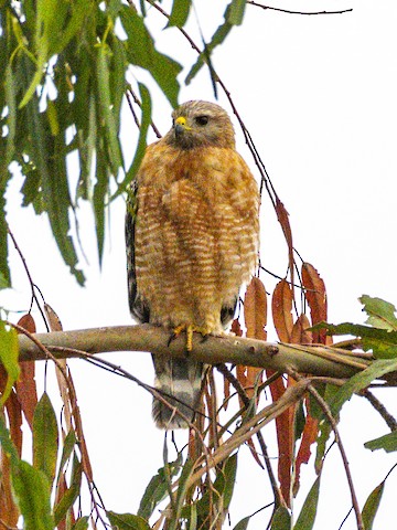 Red-shouldered Hawk - James Kendall