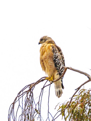 Red-shouldered Hawk - James Kendall