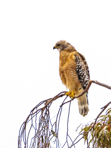 Red-shouldered Hawk - James Kendall