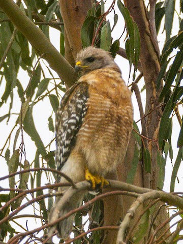 Red-shouldered Hawk - James Kendall