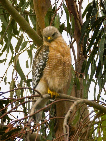Red-shouldered Hawk - James Kendall