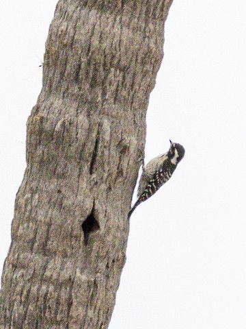 Nuttall's Woodpecker - James Kendall