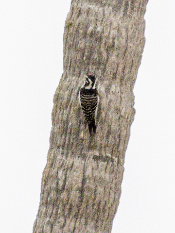 Nuttall's Woodpecker - James Kendall