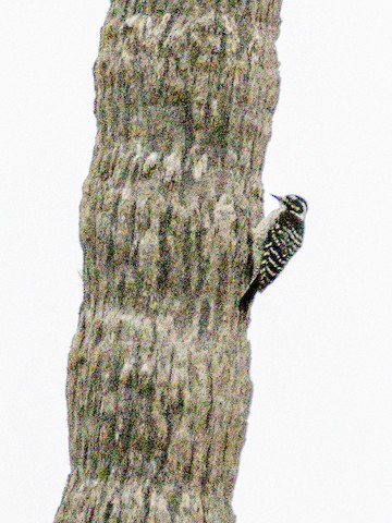 Nuttall's Woodpecker - James Kendall