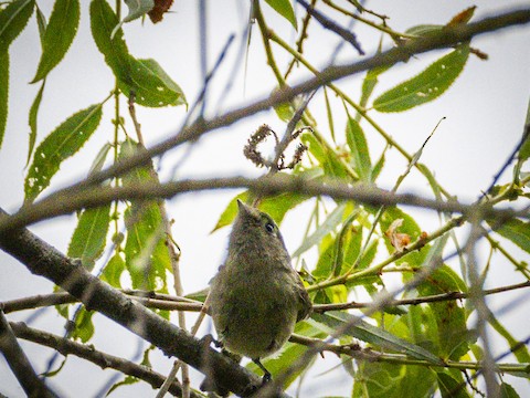 Hutton's Vireo - James Kendall