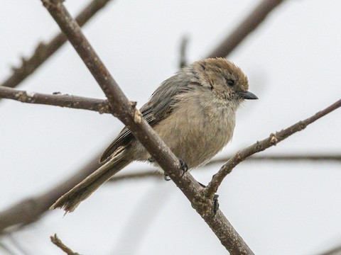 Bushtit - James Kendall