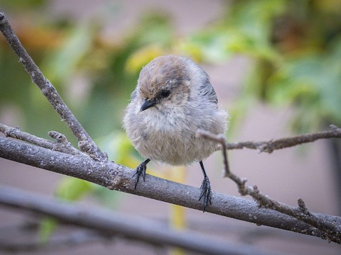 Bushtit - James Kendall