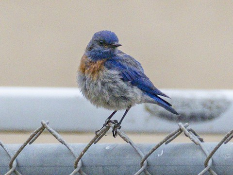 Western Bluebird - James Kendall