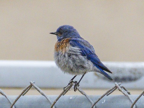 Western Bluebird - James Kendall