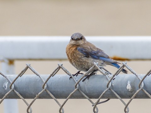 Western Bluebird - James Kendall