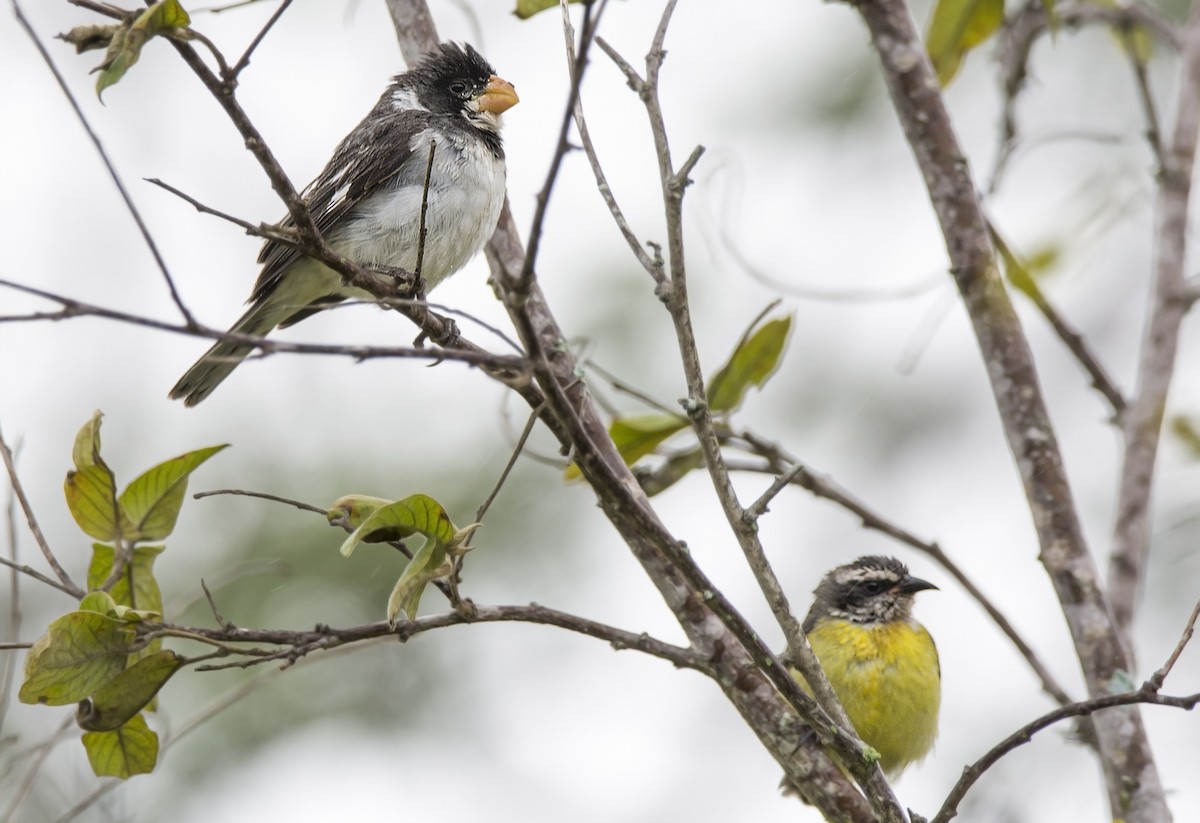 White-throated Seedeater - ML63815131