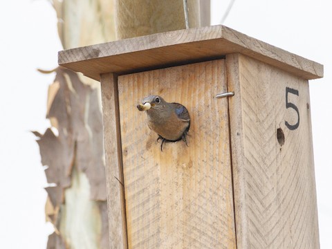Western Bluebird - James Kendall