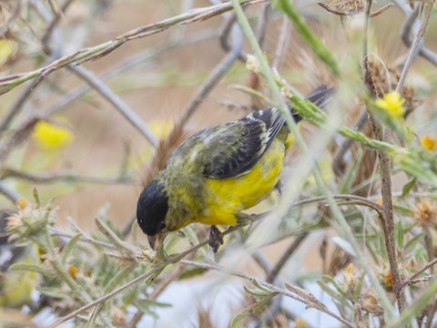 Lesser Goldfinch - James Kendall