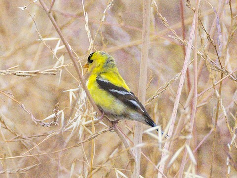 American Goldfinch - James Kendall