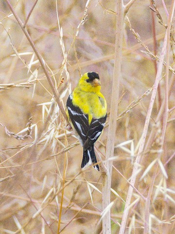 American Goldfinch - James Kendall