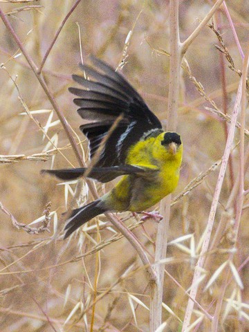 American Goldfinch - James Kendall