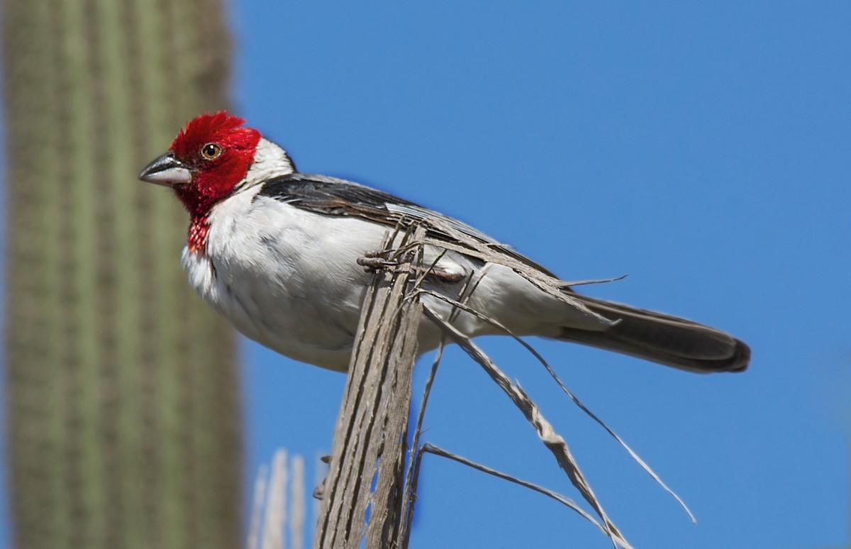 Red-cowled Cardinal - ML63815571