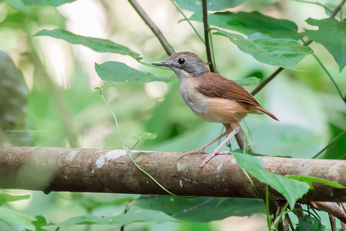 Short-tailed Babbler - Natthaphat Chotjuckdikul