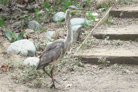 Great Blue Heron - Brian Bleecker