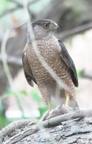 Cooper's Hawk - Brian Bleecker