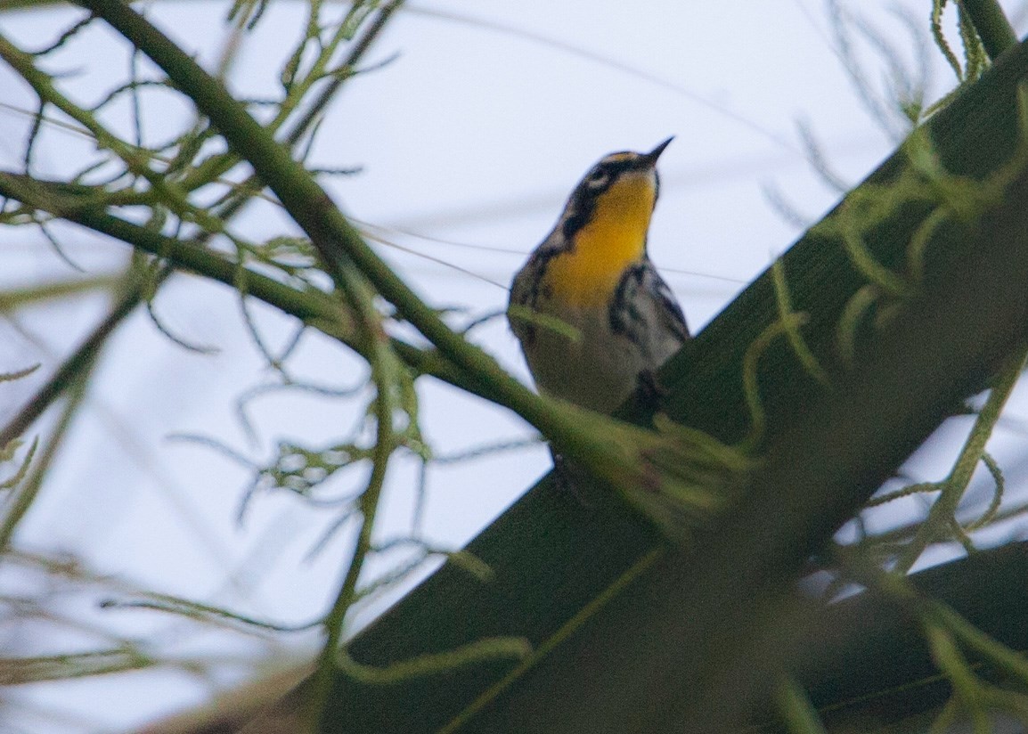 Yellow-throated Warbler - Madeleine Ely
