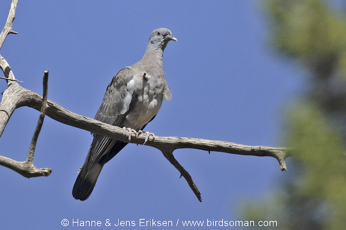 Common Wood-Pigeon - Jens Eriksen