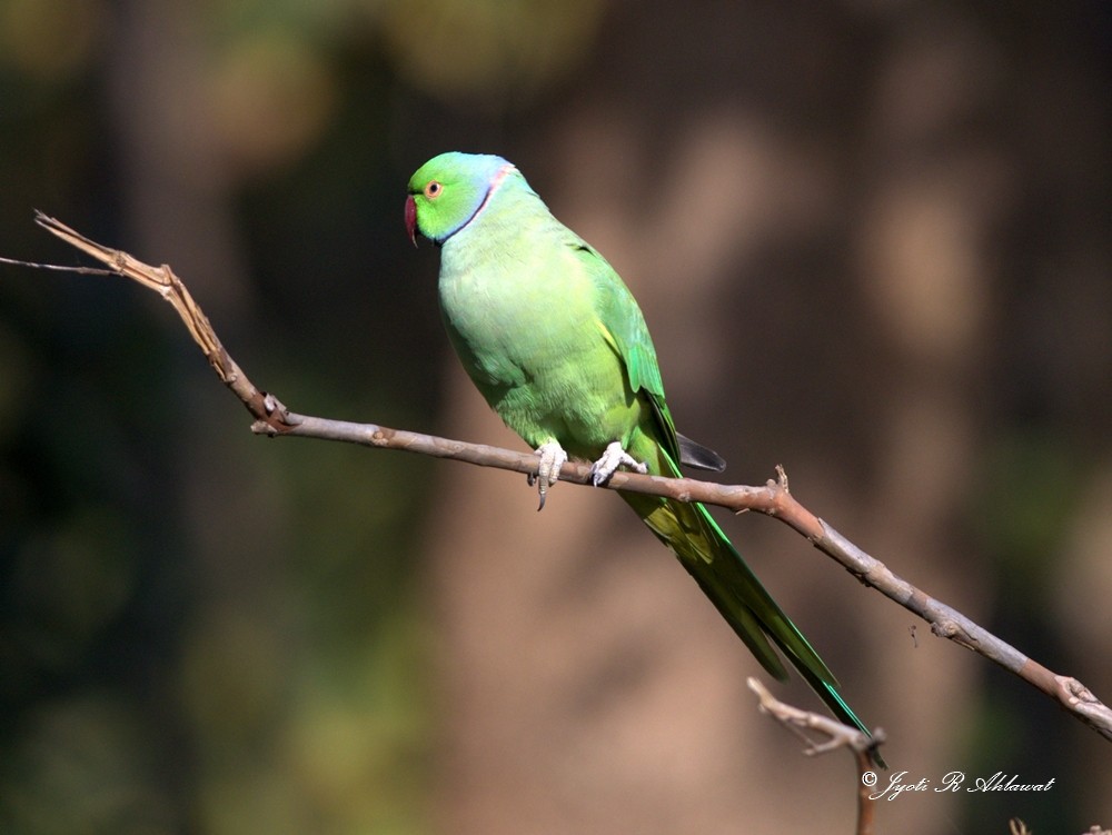 Rose-ringed Parakeet - Jyoti Rani Ahlawat