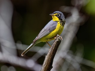  - Canada Warbler
