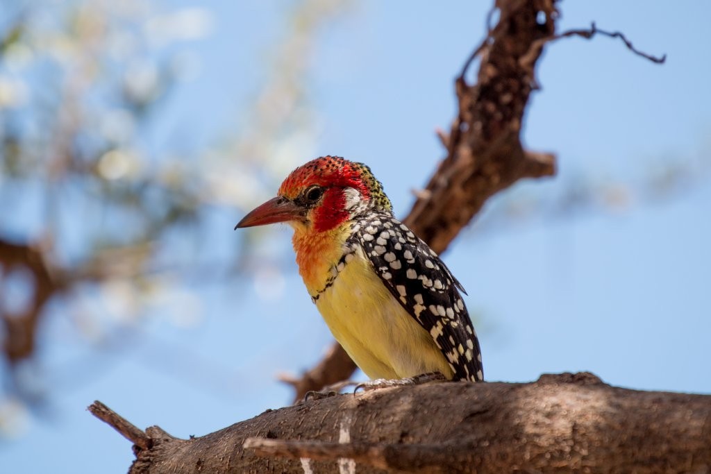 Red-and-yellow Barbet - ML63819301
