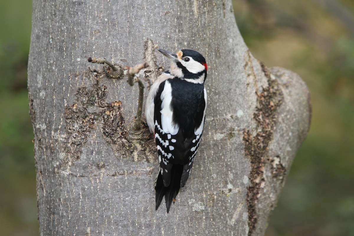 Great Spotted Woodpecker (Great Spotted) - ML63820451