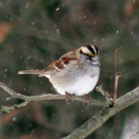 White-throated Sparrow - ML63822811