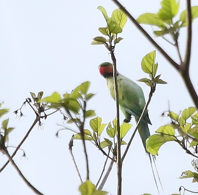 Long-tailed Parakeet - Rajinikanth Kasthuri