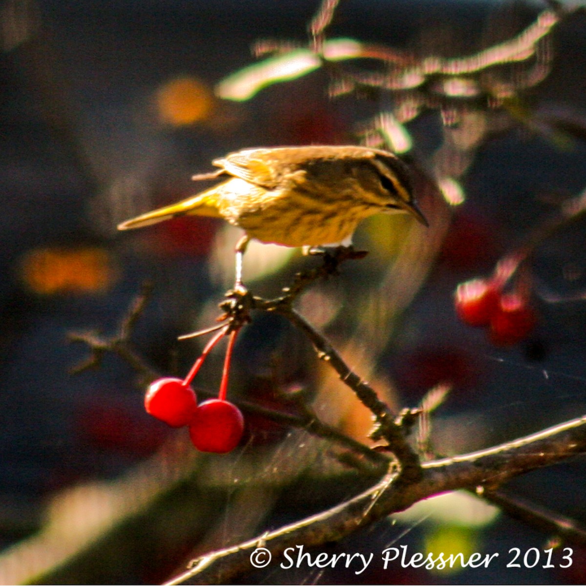Palm Warbler - Sherry Plessner