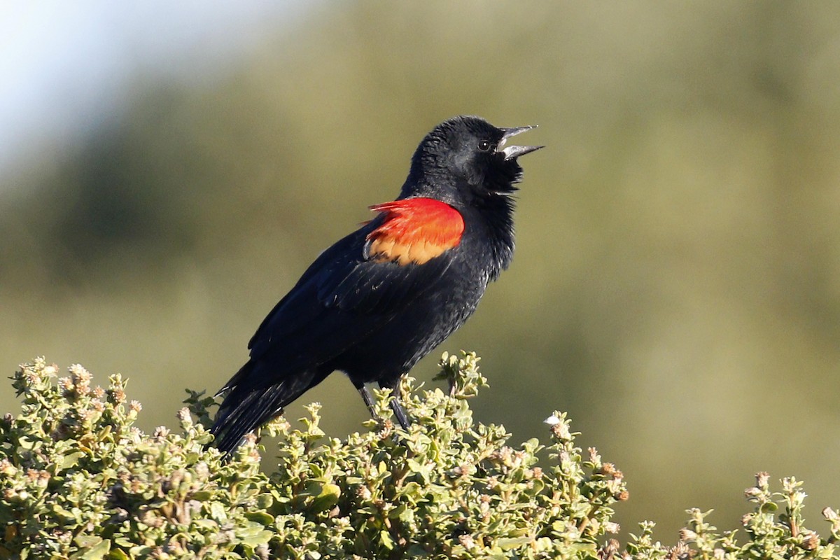 Red-winged Blackbird - Donna Pomeroy