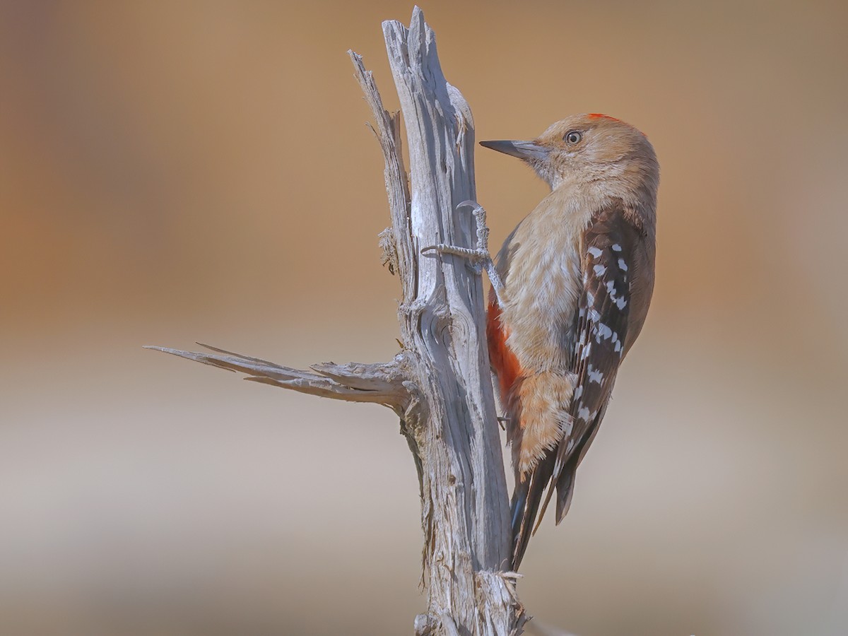 Arabian Woodpecker - Dendrocoptes dorae - Birds of the World