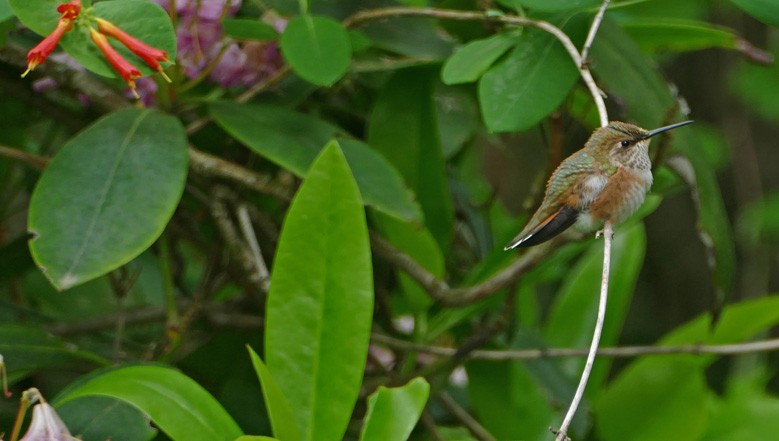 Rufous Hummingbird - Steve Koehler