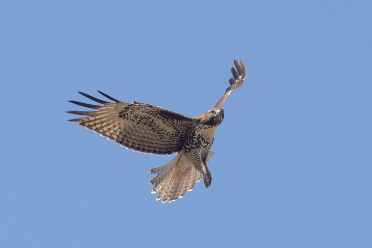 Red-tailed Hawk - Donna Pomeroy