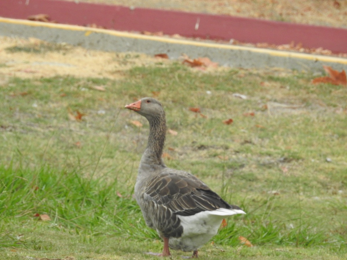 Domestic goose sp. (Domestic type) - ML63828291