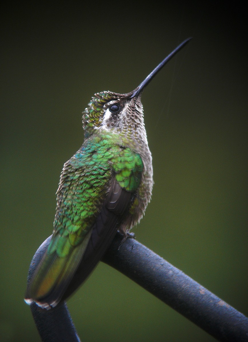 Rivoli's Hummingbird - Bill Maynard