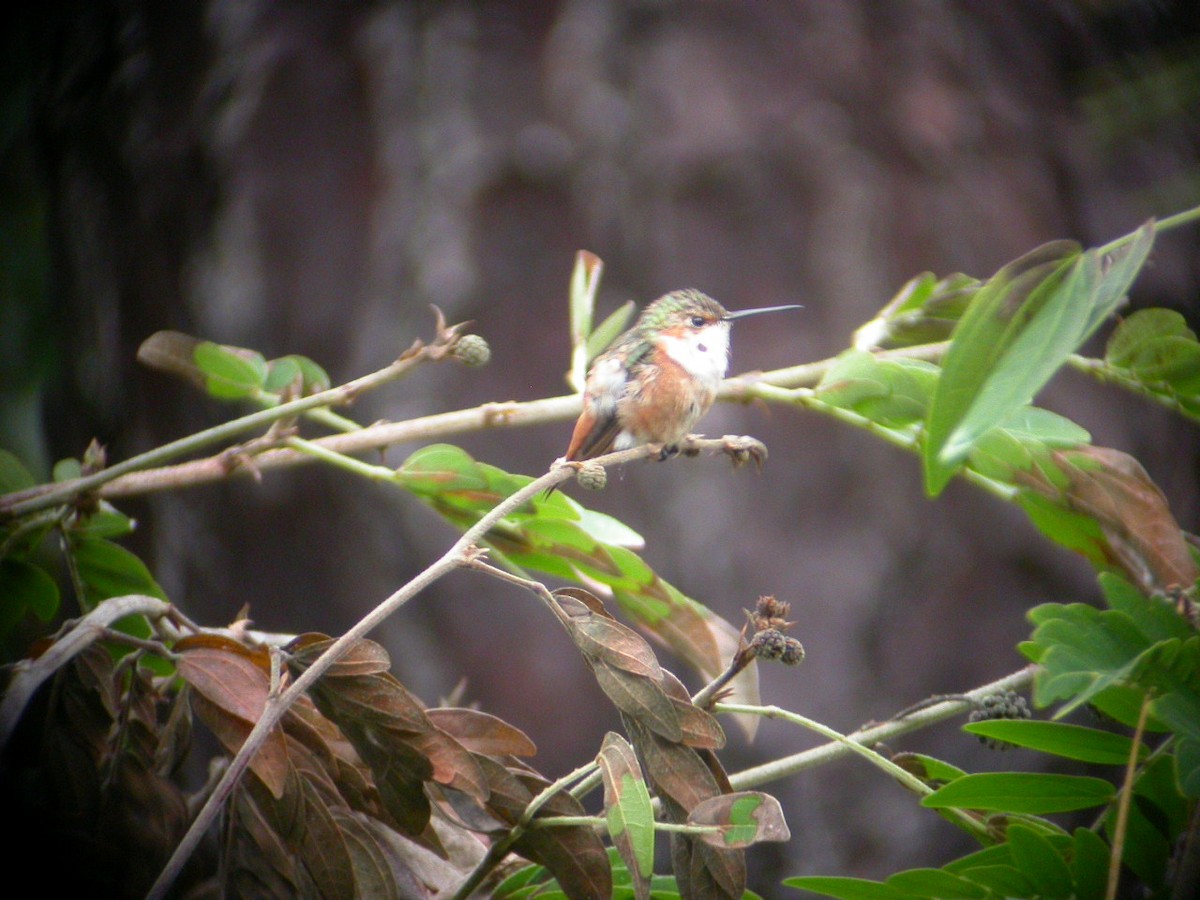 Allen's Hummingbird - ML63829871