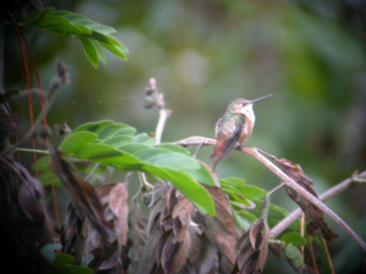 Allen's Hummingbird - Bev Hansen
