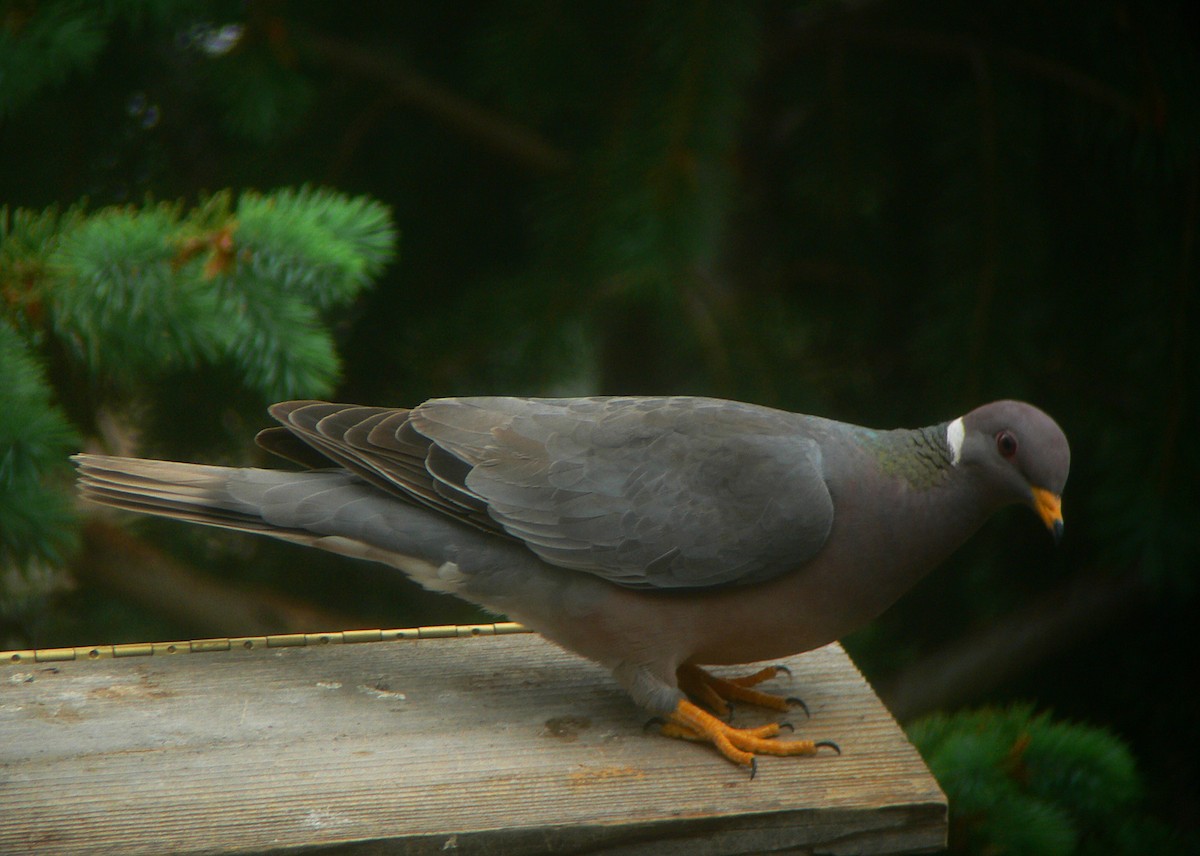 Band-tailed Pigeon - Bill Maynard