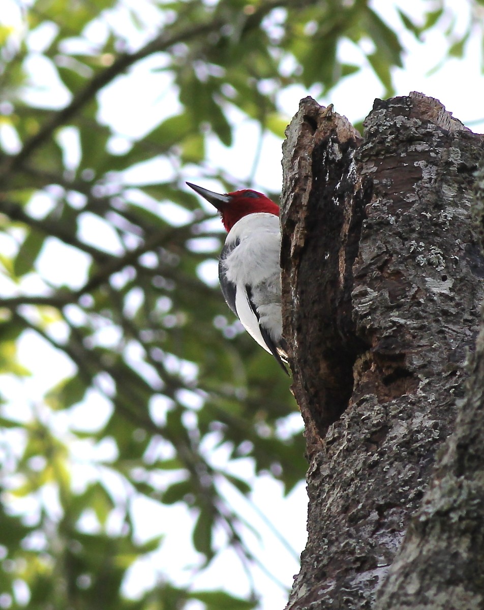 Red-headed Woodpecker - ML63830531