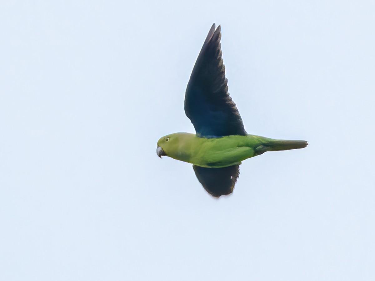 Blue-collared Parrot - Geoffroyus simplex - Birds of the World