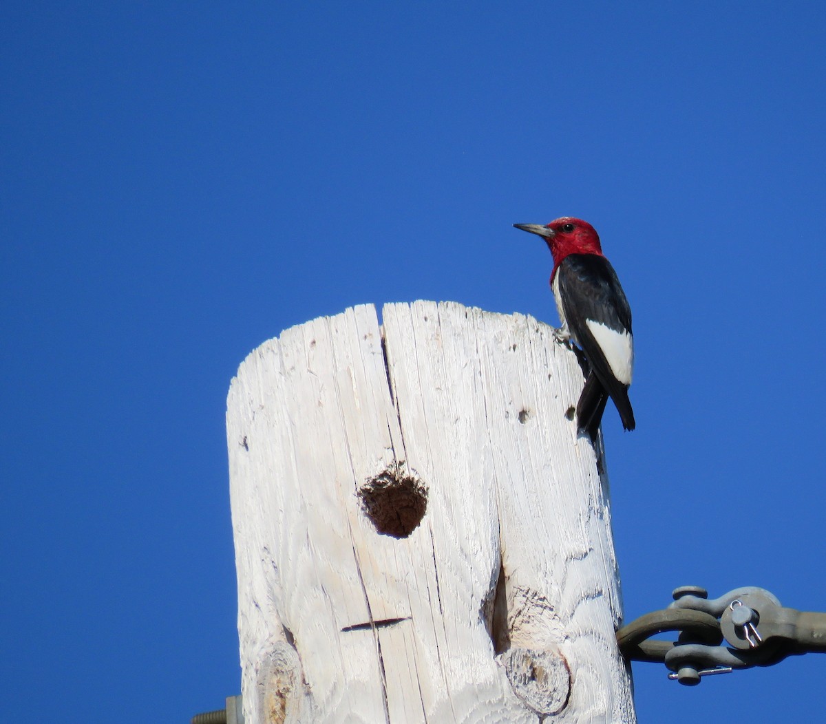Red-headed Woodpecker - ML63830551