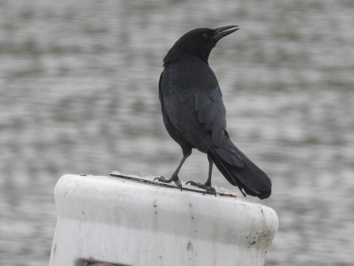 Great-tailed Grackle - ML63830791