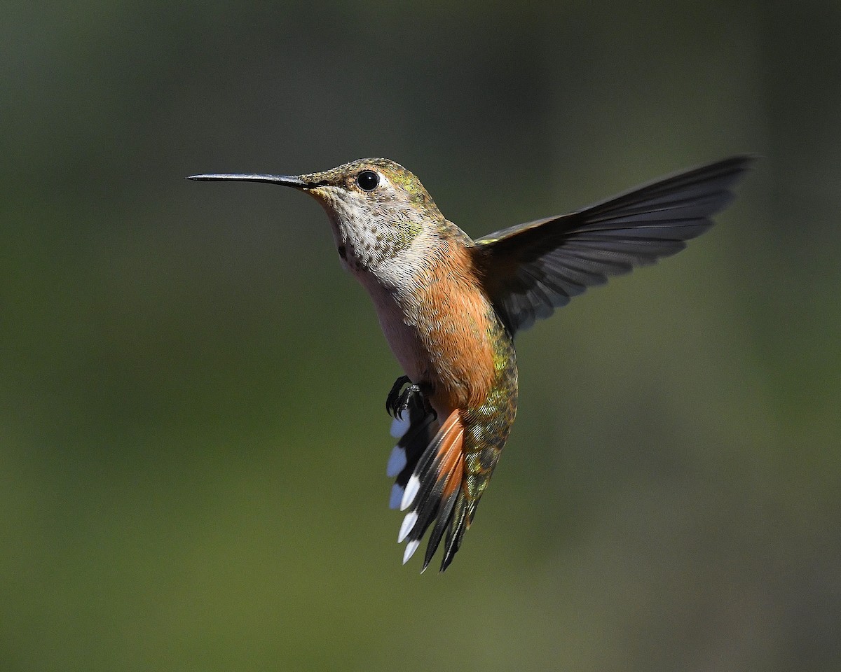 Rufous Hummingbird - Linda Laing