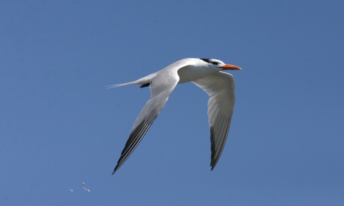 Royal Tern - Shai Mitra